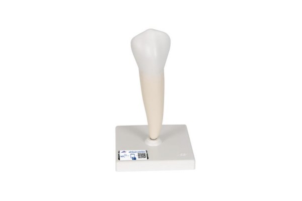 model dolnego zęba przedtrzonowego z pojedynczym korzeniem - 1000242 [d10/3] 3b scientific modele anatomiczne 2